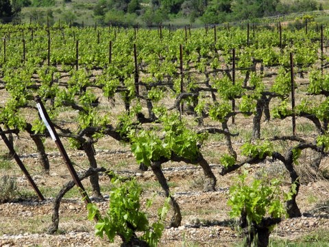Limoux wines vins blanquette